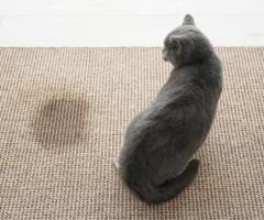 Cat Urination Around the House: Solutions in Victoria, BC