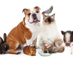 Best Pet Delivery Service – Trusted by Airborne Animals LLC