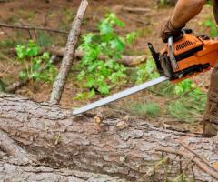 Tree Stump Removal Sonoma County