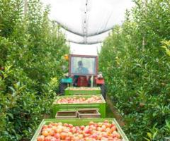 Enhancing Fruit Development with BioAg Innovations