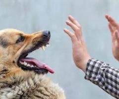 Managing Aggressive Anxiety in Dogs - Victoria, Canada