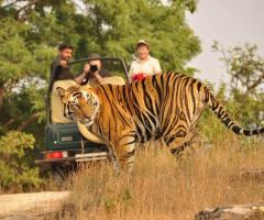 Wildlife Safari Holiday Package India