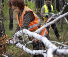 Fast & Affordable Emergency Tree Removal in Abilene