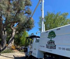 Tree Service in Santa Rosa