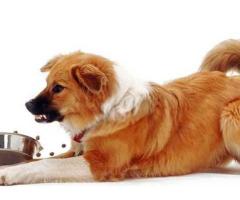 Understanding Food Aggression in Dogs: Expert Solutions in Victoria