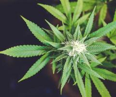 Understanding Cannabis Addiction and Habitual Use