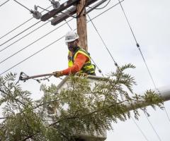 Tree Trimming And Pruning Services Bellevue Hill