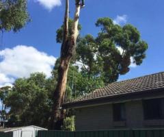 Tree Lopping Sydney