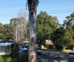 Tree Removal Claymore