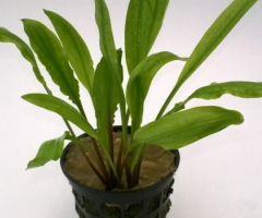 Aquarium Plant Cryptocoryne