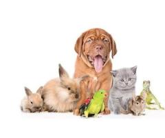 Pet Shipping Experts – Airborne Animals LLC