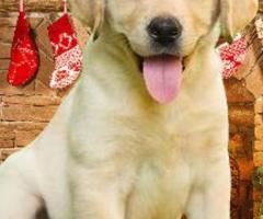 Labrador Retriever Best Dog for Your Family