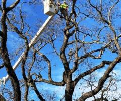 Tree Trimming in Santa Rosa