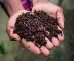 The Best Worm Composter for Eco-Friendly Gardening by Eco Farming Daily