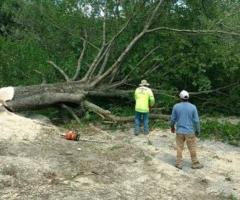 Top-Rated Tree Service MD | Trimming & Stump Grinding