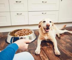 Understanding Food Aggression in Dogs: Expert Tips in Victoria