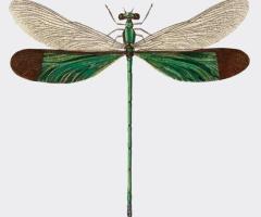 Unique Dragonfly Crafts – Handcrafted Elegance by VFlex