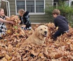 Find Your Perfect Golden Retriever Family Pet