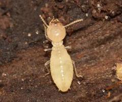 Termite Control | CPR Pest Services