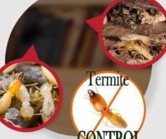 Termite Pest Control Sydney