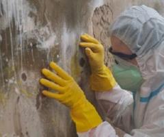 New Jersey Mold Specialist