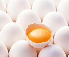 Namakkal Egg Suppliers | Namakkal Egg Dealer - Selvalakshmi