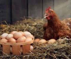 Namakkal Egg Production | Namakkal Egg Suppliers | Dealers - 1
