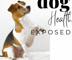 Dogs health ebook