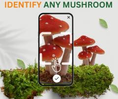 Identify Any Mushroom-Plantora