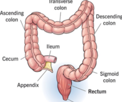 sigmoidoscopy Test centre in Delhi NCR |Easy Book My Lab