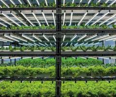 Choosing the Right Hydroponic System for Your Home Garden