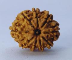 10 mukhi rudraksha best price