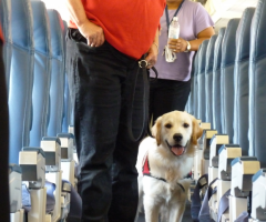 Qatar Airways Pet Travel Policy | FlyOfinder