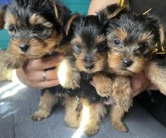 Cute Teacup Yorkie Puppies Available. - 1