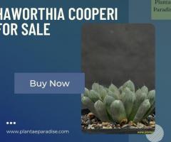 haworthia cooperi for sale - 1