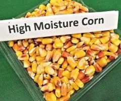 A Comprehensive Guide to Harvesting High Moisture Corn