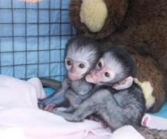 Raised baby capuchin monkey for free adoption - 1