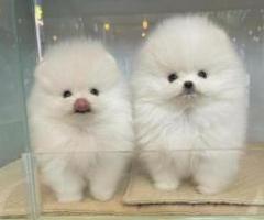 Female and male pomeranian puppies. - 1