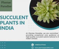 Succulent Plant Care In India