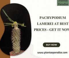 Pachypodium Lamerei at Best Prices - Get It Now!