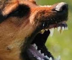 Dog Bites and Attacks Attorneys Murrieta