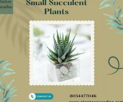 How do you take care of a mini succulent plant?
