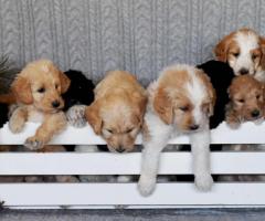Gorgeous Goldendoodle pups