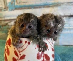 Marmoset Monkeys For Sale - 1