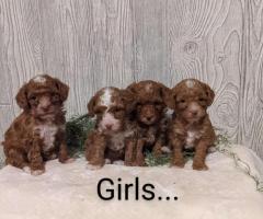 Stunning KC reg health tested Toy Poodle Puppies