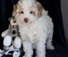 Tiny red toy poodle puppies. Teddy bear faces 