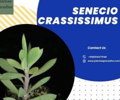 Rare and Beautiful Senecio Crassissimus: Get Yours Today!