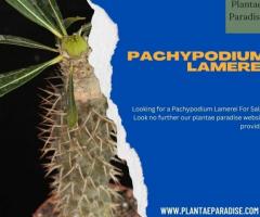 Pachypodium Lamerei For Sale