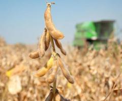 Sustainable Soybean Harvesting - 1