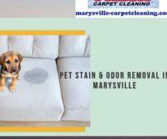 Effective Pet Stain & Odor Removal Services in Marysville